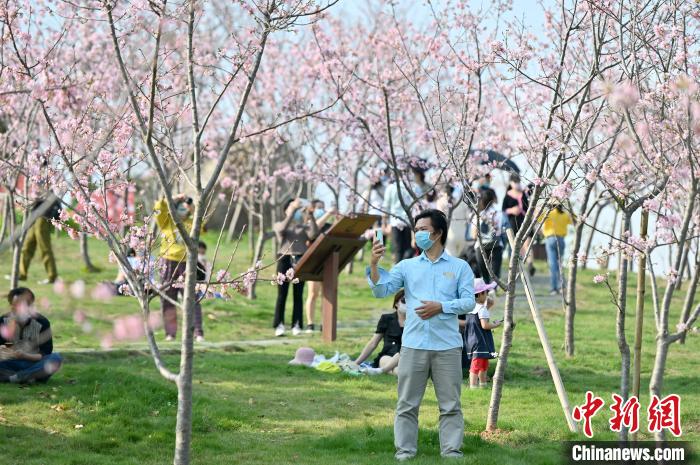 图为市民拍摄樱花。　俞靖 摄