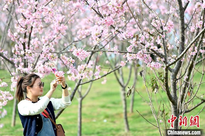 图为市民拍摄樱花。　俞靖 摄
